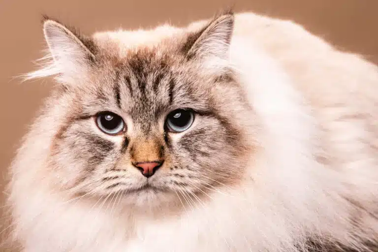 photo studio d'un chat de Sibérie